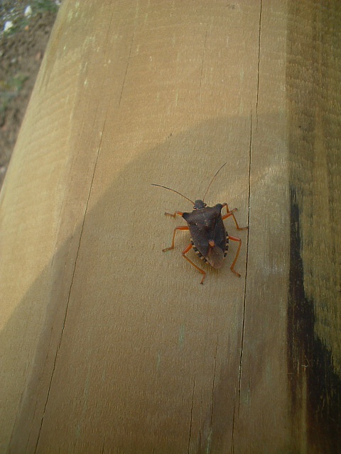 Pentatoma, Nezara, Palomena (Heteroptera, Pentatomidae)